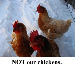 Not our chickens